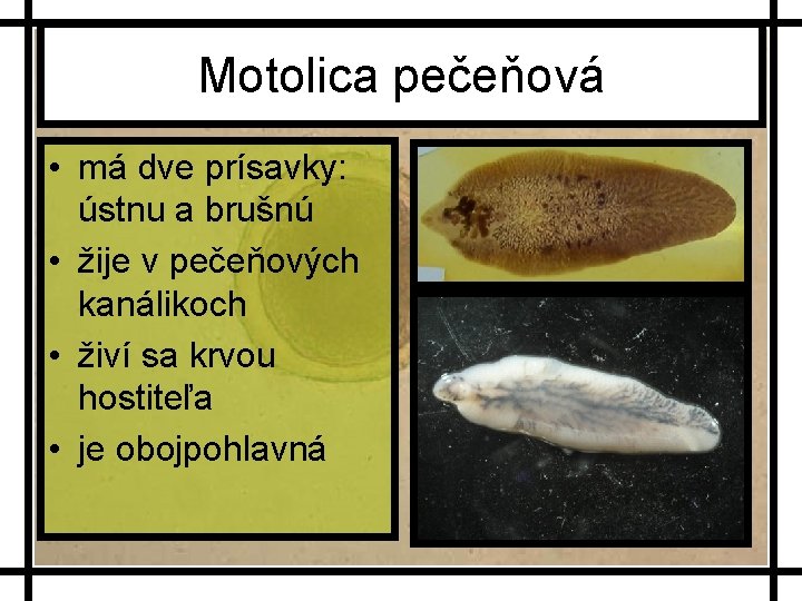 Motolica pečeňová • má dve prísavky: ústnu a brušnú • žije v pečeňových kanálikoch