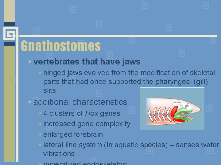 Gnathostomes • vertebrates that have jaws • hinged jaws evolved from the modification of