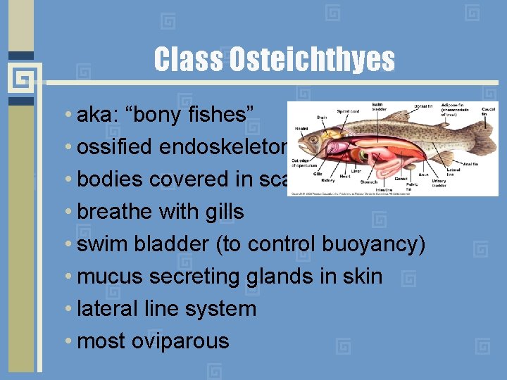 Class Osteichthyes • aka: “bony fishes” • ossified endoskeleton • bodies covered in scales