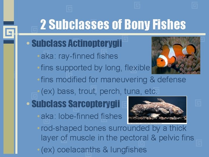 2 Subclasses of Bony Fishes • Subclass Actinopterygii • aka: ray-finned fishes • fins