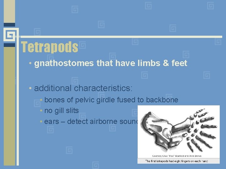 Tetrapods • gnathostomes that have limbs & feet • additional characteristics: • bones of