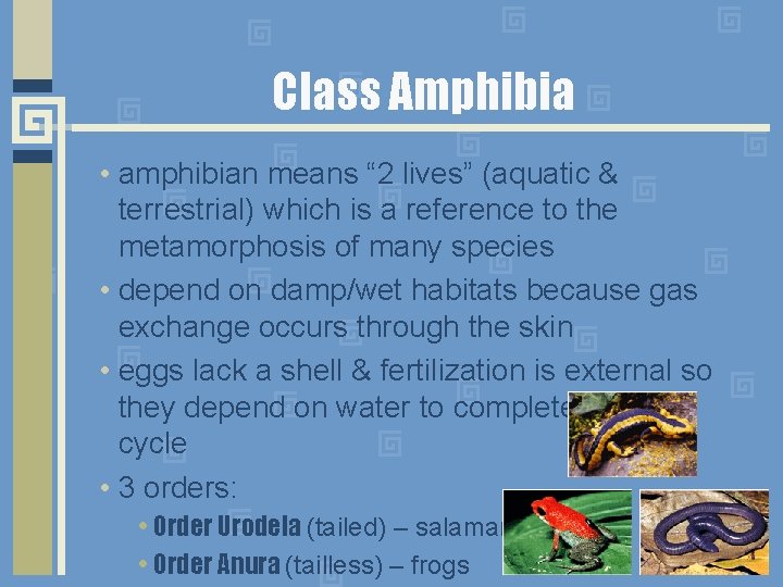 Class Amphibia • amphibian means “ 2 lives” (aquatic & terrestrial) which is a