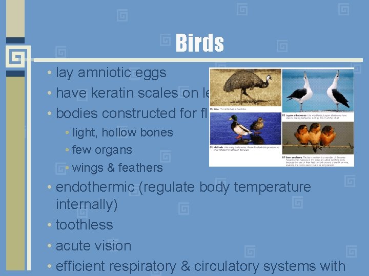 Birds • lay amniotic eggs • have keratin scales on legs • bodies constructed