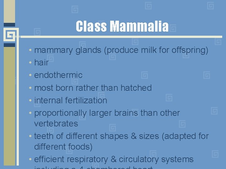 Class Mammalia • mammary glands (produce milk for offspring) • hair • endothermic •