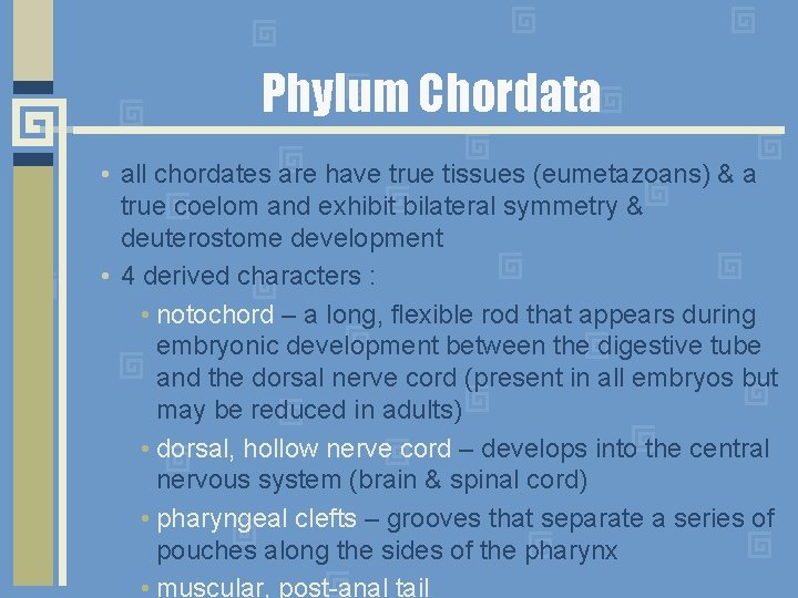 Phylum Chordata • all chordates are have true tissues (eumetazoans) & a true coelom