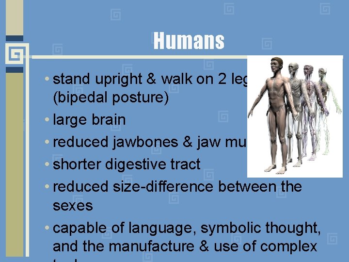 Humans • stand upright & walk on 2 legs (bipedal posture) • large brain