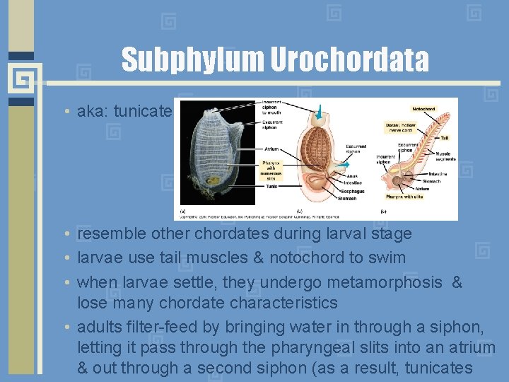 Subphylum Urochordata • aka: tunicates • resemble other chordates during larval stage • larvae