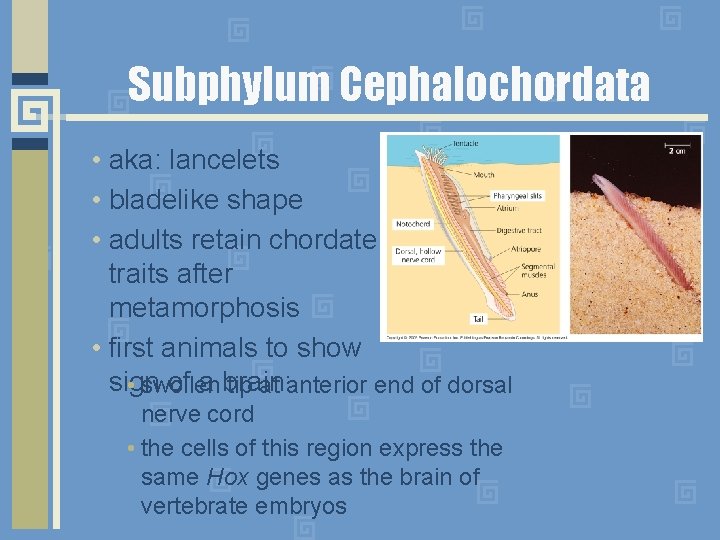 Subphylum Cephalochordata • aka: lancelets • bladelike shape • adults retain chordate traits after