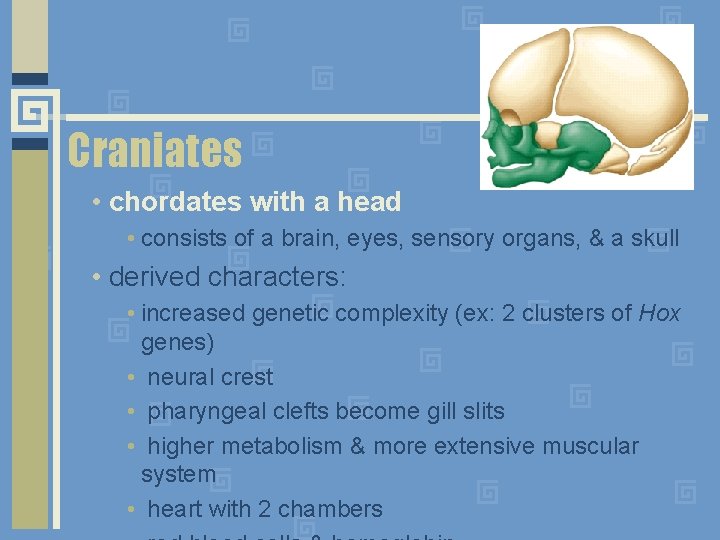 Craniates • chordates with a head • consists of a brain, eyes, sensory organs,