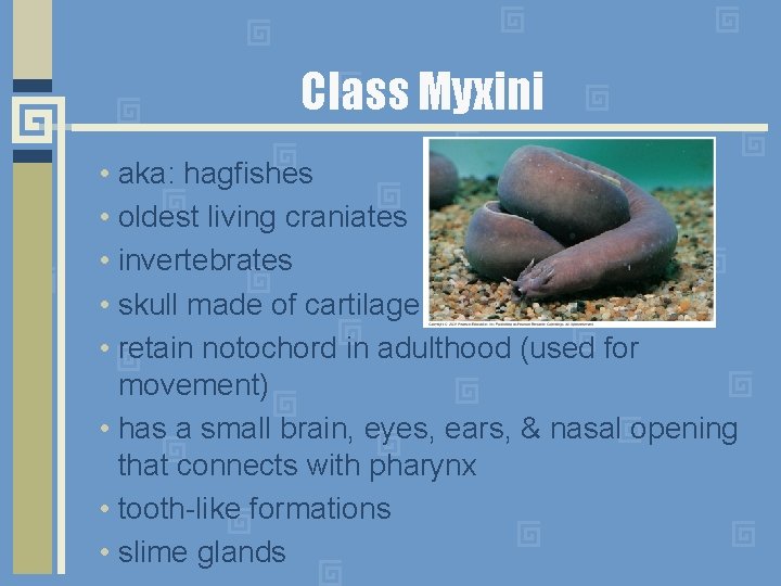 Class Myxini • aka: hagfishes • oldest living craniates • invertebrates • skull made