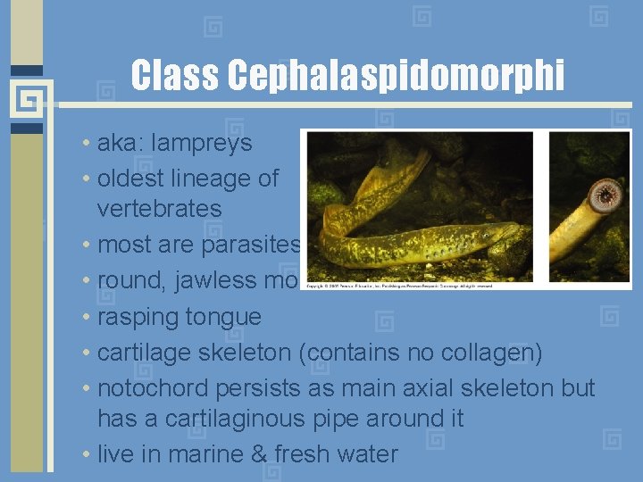 Class Cephalaspidomorphi • aka: lampreys • oldest lineage of vertebrates • most are parasites