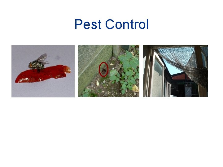 Pest Control 