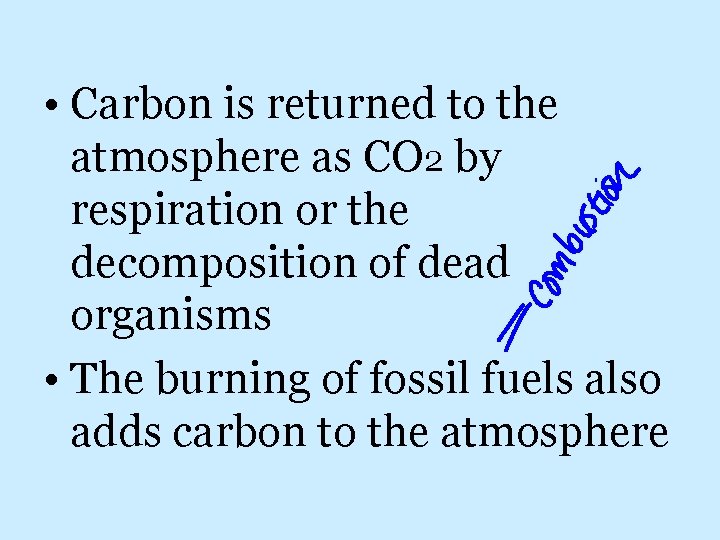  • Carbon is returned to the atmosphere as CO 2 by respiration or