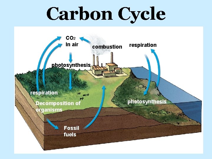 Carbon Cycle CO 2 In air combustion respiration photosynthesis respiration Decomposition of organisms Fossil