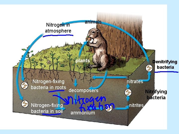 Nitrogen in atmosphere animals plants Nitrogen-fixing bacteria in roots Nitrogen-fixing bacteria in soil Denitrifying