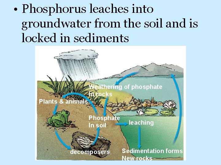  • Phosphorus leaches into groundwater from the soil and is locked in sediments