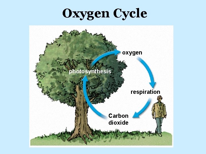 Oxygen Cycle oxygen photosynthesis respiration Carbon dioxide 