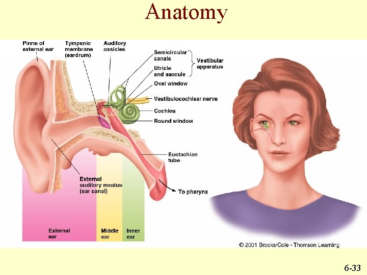 Anatomy 6 -33 