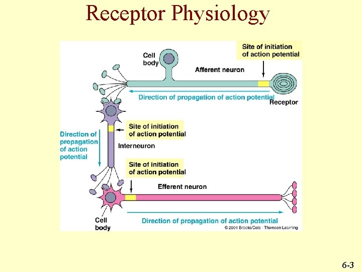 Receptor Physiology 6 -3 