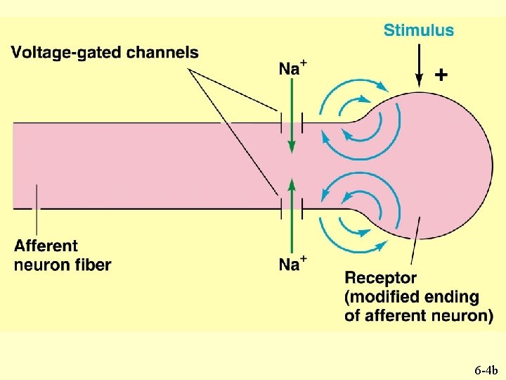 6 -4 b 