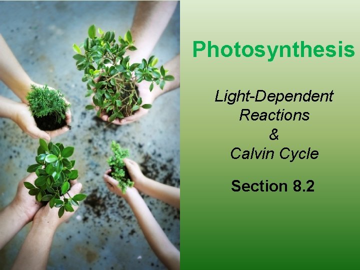 Photosynthesis Light-Dependent Reactions & Calvin Cycle Section 8. 2 