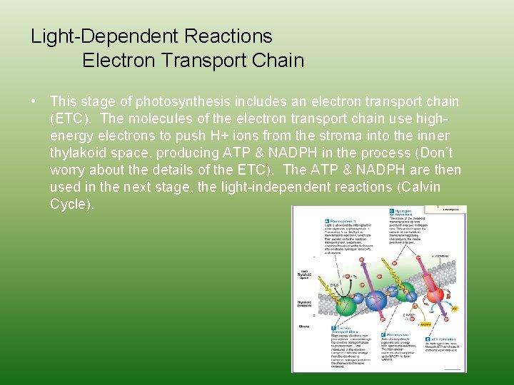 Light-Dependent Reactions Electron Transport Chain • This stage of photosynthesis includes an electron transport