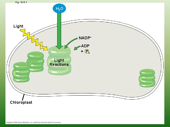 Fig. 10 -5 -1 H 2 O Light NADP+ ADP + Pi Light Reactions