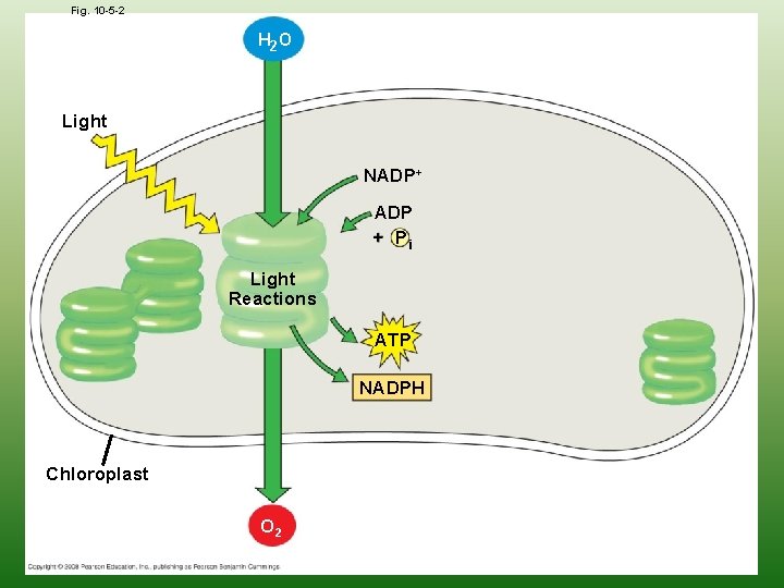 Fig. 10 -5 -2 H 2 O Light NADP+ ADP + Pi Light Reactions