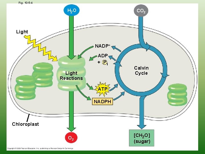 Fig. 10 -5 -4 CO 2 H 2 O Light NADP+ ADP + Pi