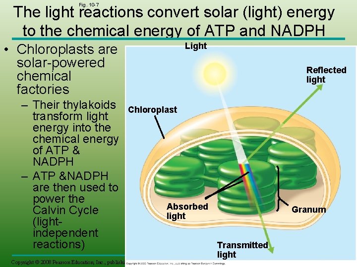 Fig. 10 -7 The light reactions convert solar (light) energy to the chemical energy