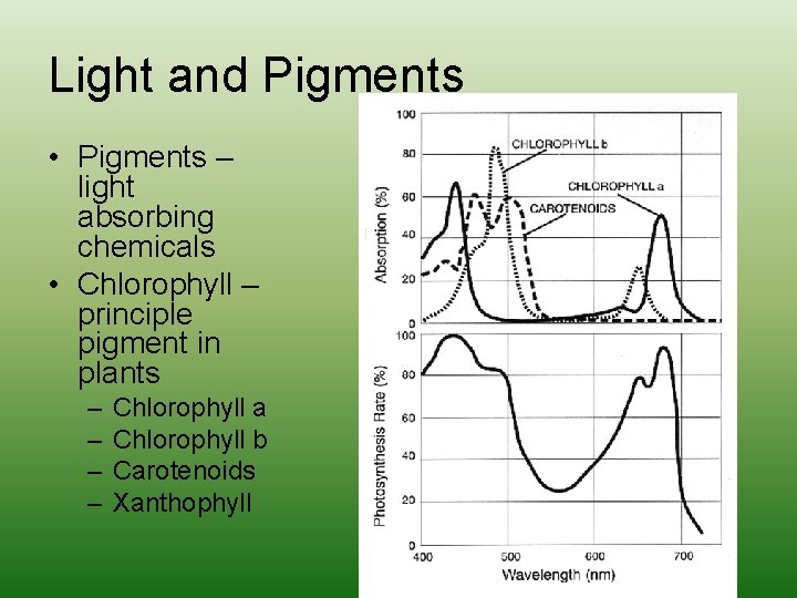 Light and Pigments • Pigments – light absorbing chemicals • Chlorophyll – principle pigment