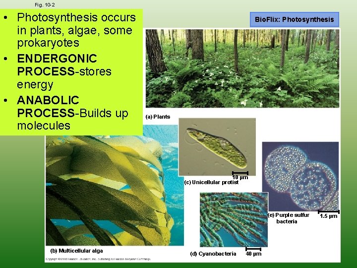 Fig. 10 -2 • Photosynthesis occurs in plants, algae, some prokaryotes • ENDERGONIC PROCESS-stores