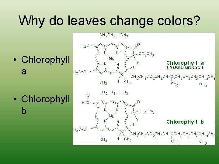 Why do leaves change colors? • Chlorophyll a • Chlorophyll b 