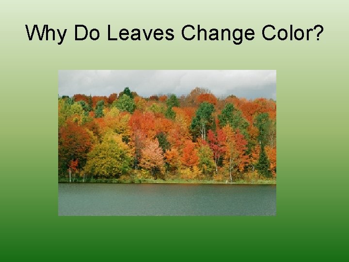 Why Do Leaves Change Color? 
