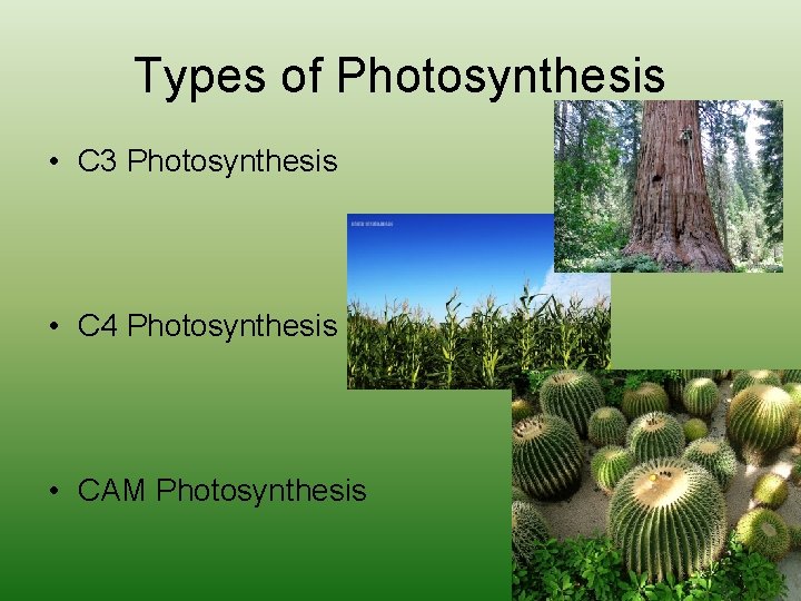 Types of Photosynthesis • C 3 Photosynthesis • C 4 Photosynthesis • CAM Photosynthesis
