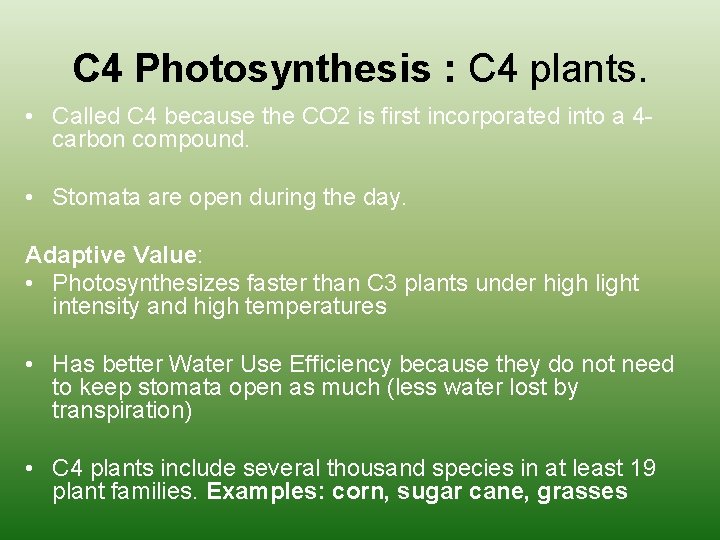 C 4 Photosynthesis : C 4 plants. • Called C 4 because the CO