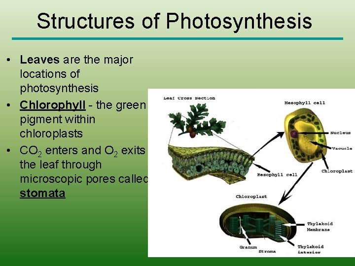 Structures of Photosynthesis • Leaves are the major locations of photosynthesis • Chlorophyll -