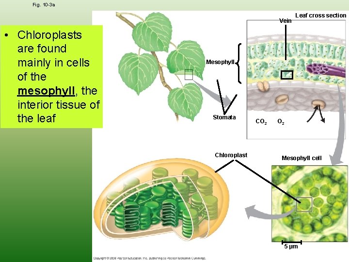 Fig. 10 -3 a Vein • Chloroplasts are found mainly in cells of the
