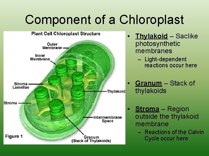 Component of a Chloroplast • Thylakoid – Saclike photosynthetic membranes – Light-dependent reactions occur