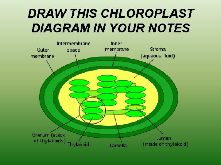 DRAW THIS CHLOROPLAST DIAGRAM IN YOUR NOTES 