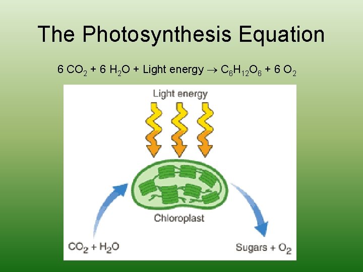 The Photosynthesis Equation 6 CO 2 + 6 H 2 O + Light energy