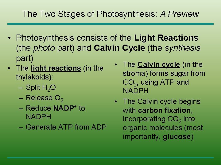 The Two Stages of Photosynthesis: A Preview • Photosynthesis consists of the Light Reactions