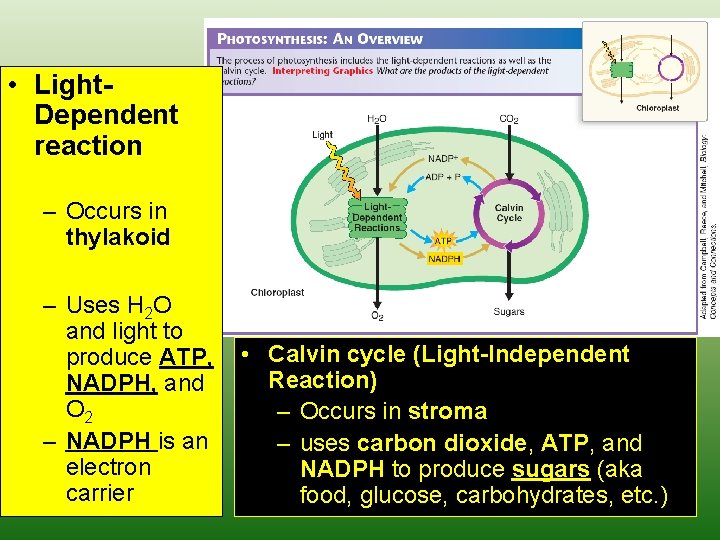  • Light. Dependent reaction – Occurs in thylakoid – Uses H 2 O