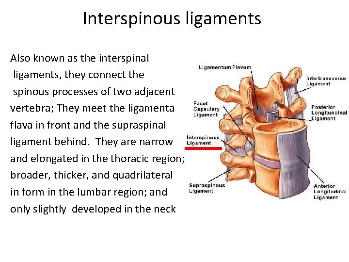 Interspinous ligaments Also known as the interspinal ligaments, they connect the spinous processes of Interspinous ligaments Also known as the interspinal ligaments, they connect the spinous processes of