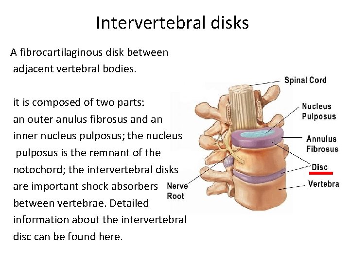 Intervertebral disks A fibrocartilaginous disk between adjacent vertebral bodies. it is composed of two Intervertebral disks A fibrocartilaginous disk between adjacent vertebral bodies. it is composed of two