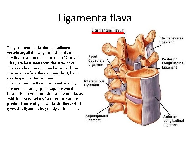 Ligamenta flava They connect the laminae of adjacent vertebrae, all the way from the Ligamenta flava They connect the laminae of adjacent vertebrae, all the way from the