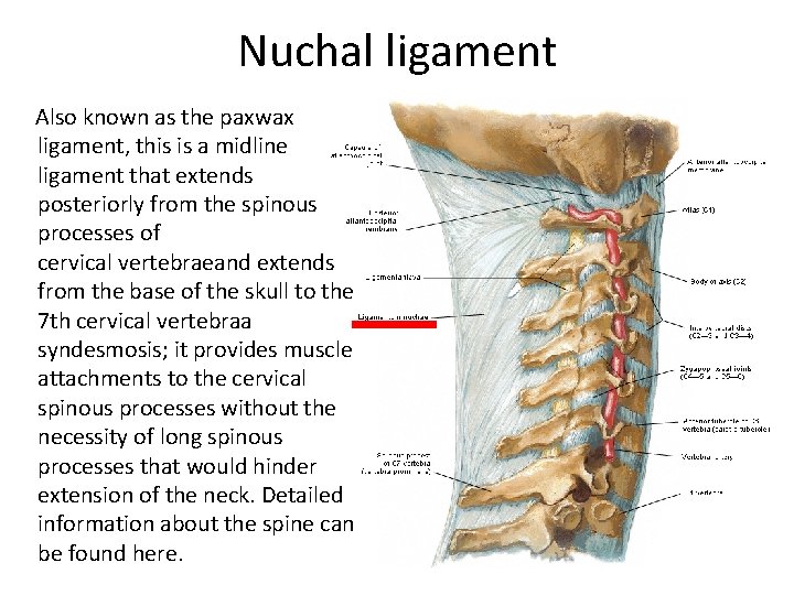 Nuchal ligament Also known as the paxwax ligament, this is a midline ligament that Nuchal ligament Also known as the paxwax ligament, this is a midline ligament that