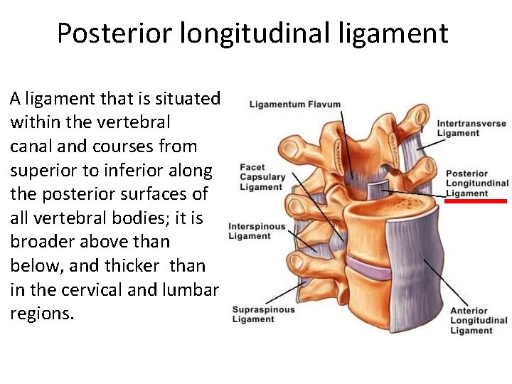 Posterior longitudinal ligament A ligament that is situated within the vertebral canal and courses Posterior longitudinal ligament A ligament that is situated within the vertebral canal and courses