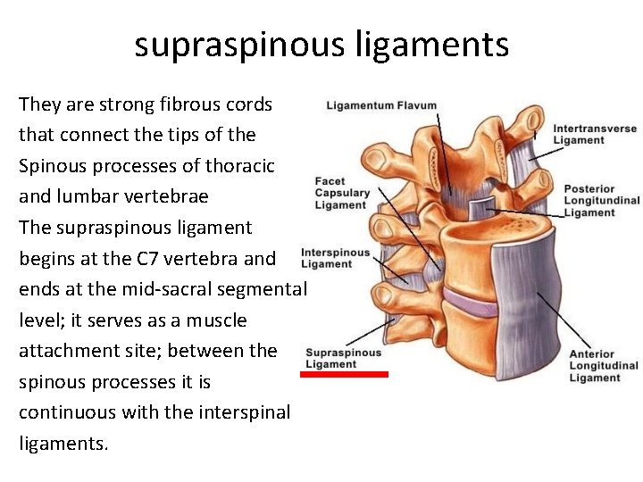 supraspinous ligaments They are strong fibrous cords that connect the tips of the Spinous supraspinous ligaments They are strong fibrous cords that connect the tips of the Spinous