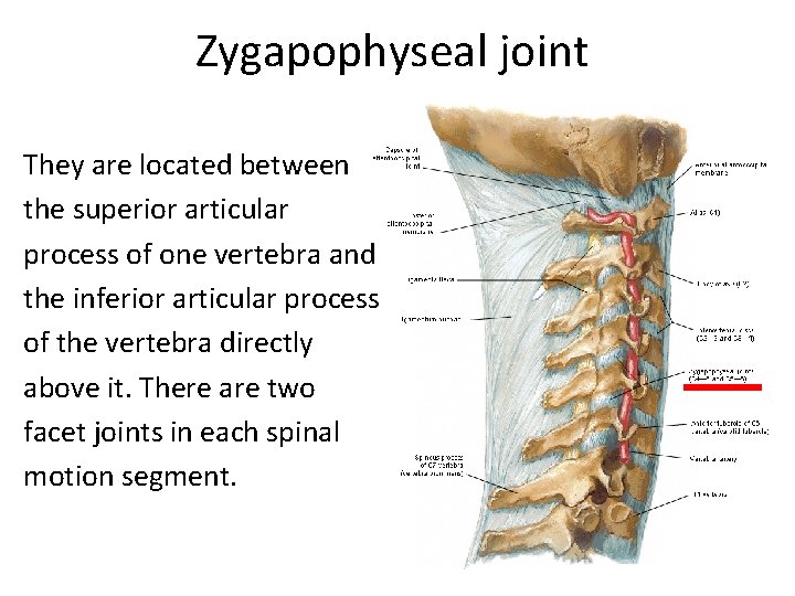 Zygapophyseal joint They are located between the superior articular process of one vertebra and Zygapophyseal joint They are located between the superior articular process of one vertebra and